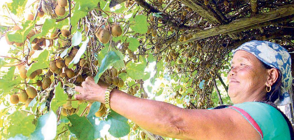 किबी खेतीमा आकर्षण